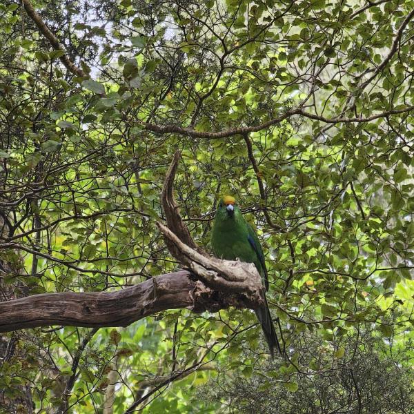 The kakriki karaka is the second most endangered bird in New Zealand