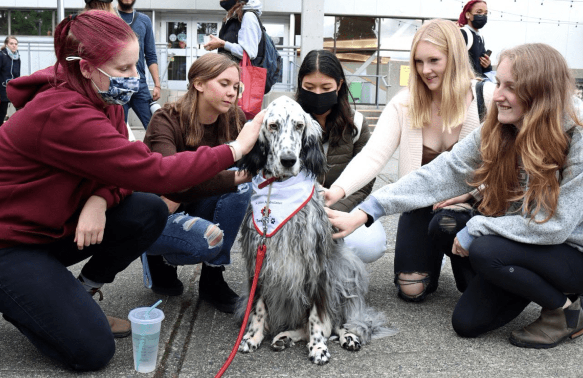 Therapy dogs